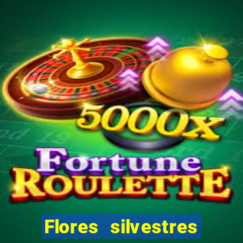 Flores silvestres brasileiras 25